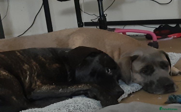 Mixed Breed dogs - Advert 4