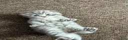 Scottish Fold cats for sale: 5 Beautiful Scottish Fold & straight Kittens - Advert 11