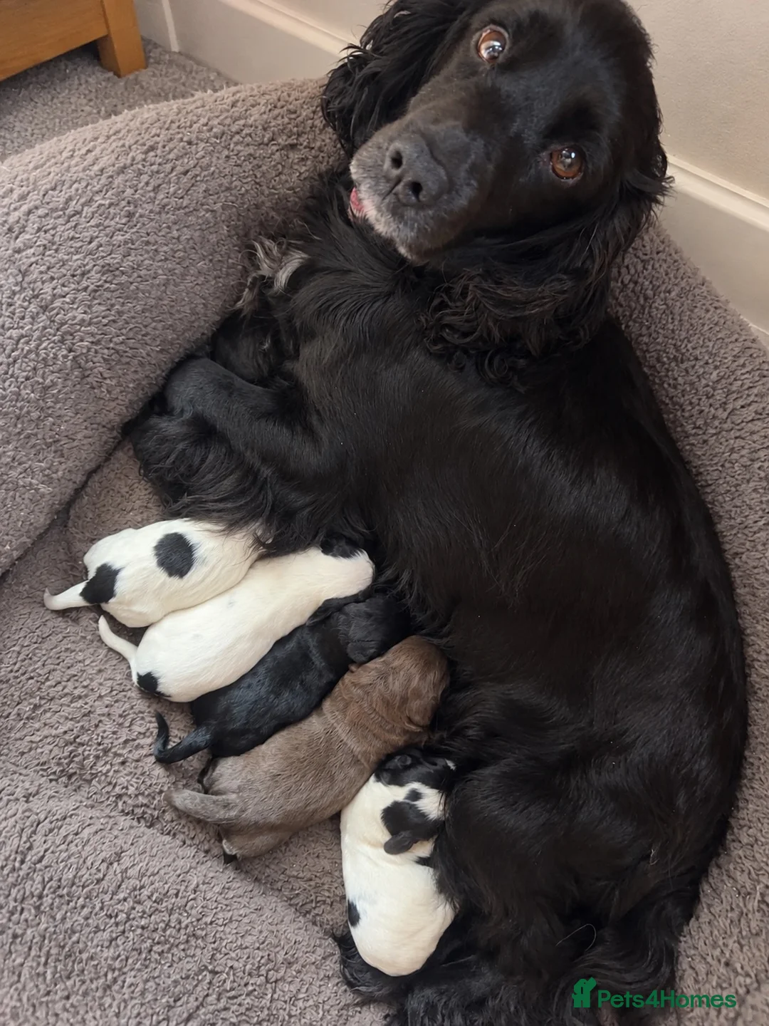 Cocker Spaniel dogs for sale: 5 cocker spaniel puppies  in Yateley - Advert 1