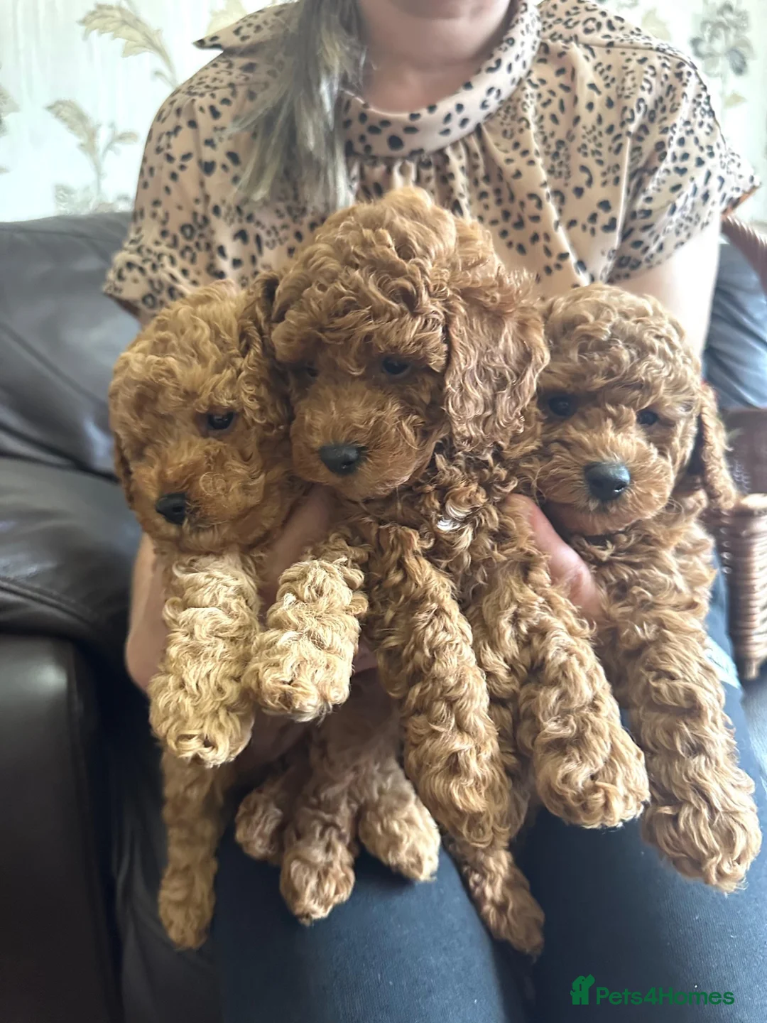 Toy Poodle dogs for sale: KC Reg Toy Poodle Pups 😍  🐩  - Advert 2