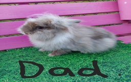 Lionhead rabbits for sale: Absolutely Gorgeous Chocolate DM Lionhead Babies - Image 9