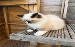 Ragdoll cats for sale: Stunning gccf sealMitted girl really fluffy  - Image 7