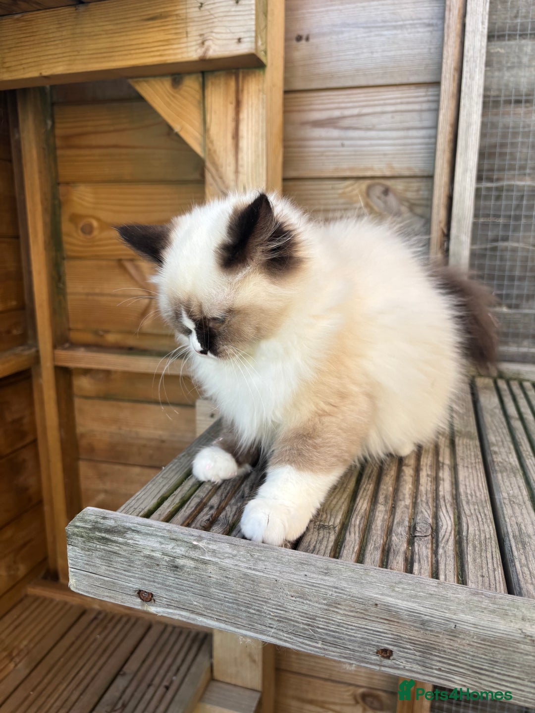 Ragdoll cats for sale: Stunning gccf sealMitted girl really fluffy  - Image 7