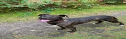 Lurcher dogs for sale: Deerhound/Alaunt  X  Poodle/Saluki puppies  - Advert 1