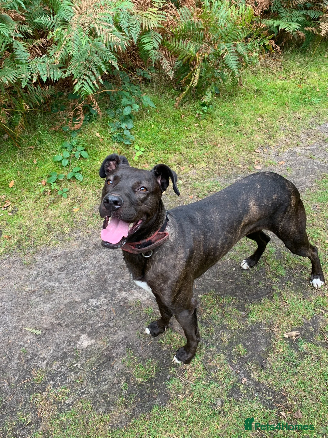 Lurcher dogs for sale: Deerhound/Alaunt  X  Poodle/Saluki puppies  - Advert 1