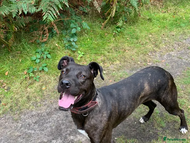 Lurcher dogs for sale: Poodle/Saluki x lurcher puppies - Advert 1
