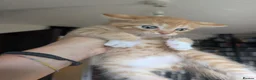 Mixed Breed cats for sale: 2 beautiful ginger kittens in Northwood - Advert 5