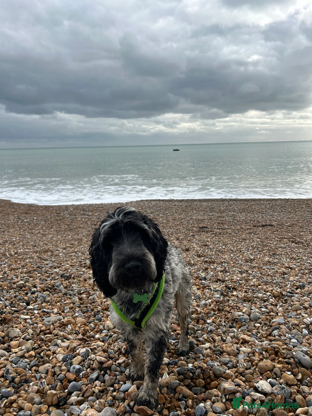 Cockapoo dogs for stud: Blue Roan & Tan-Phantom Stud in Lingfield - Advert 4