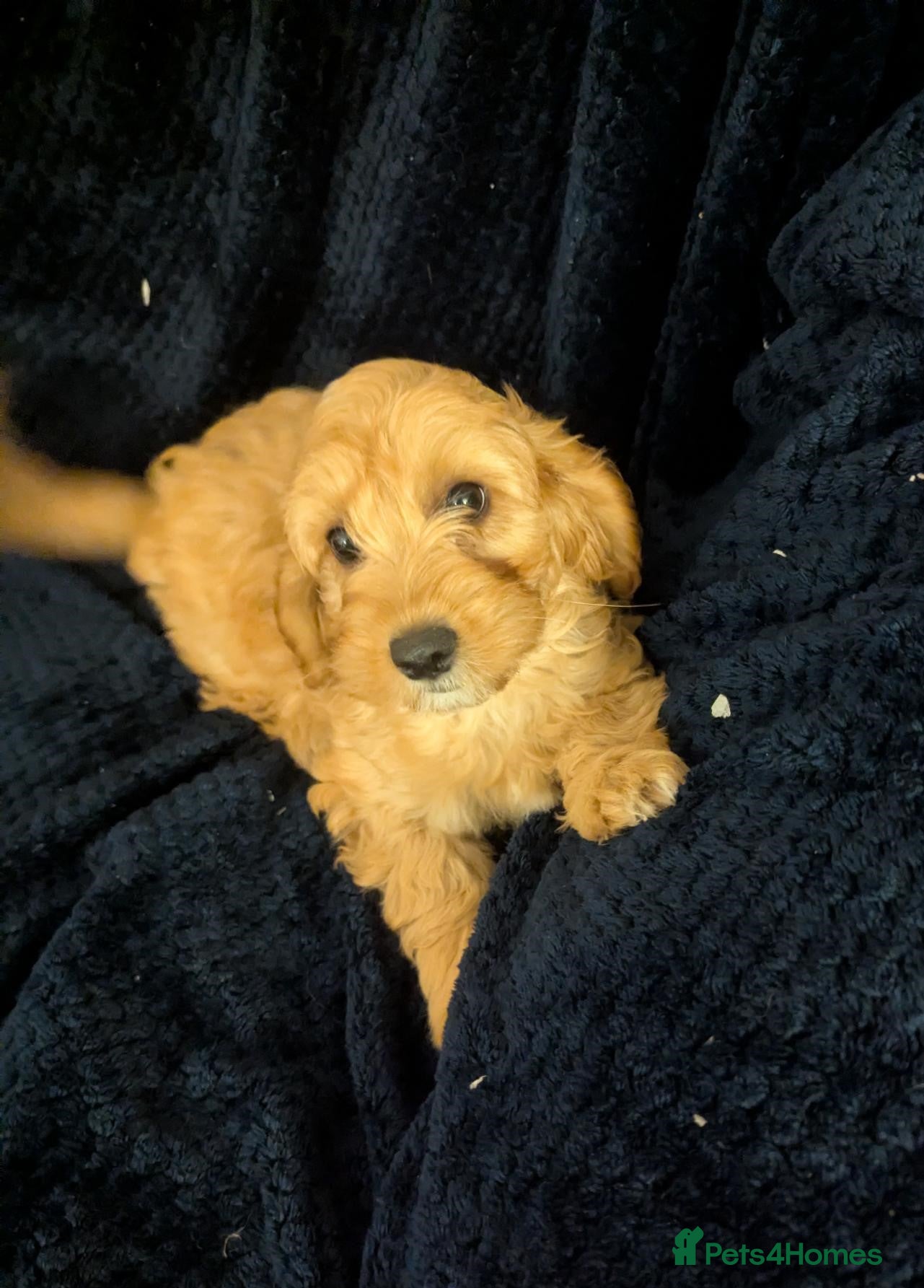 Cavapoo dogs Stunning Health Tested Ruby Red Cavapoo puppies.   - Advert 2