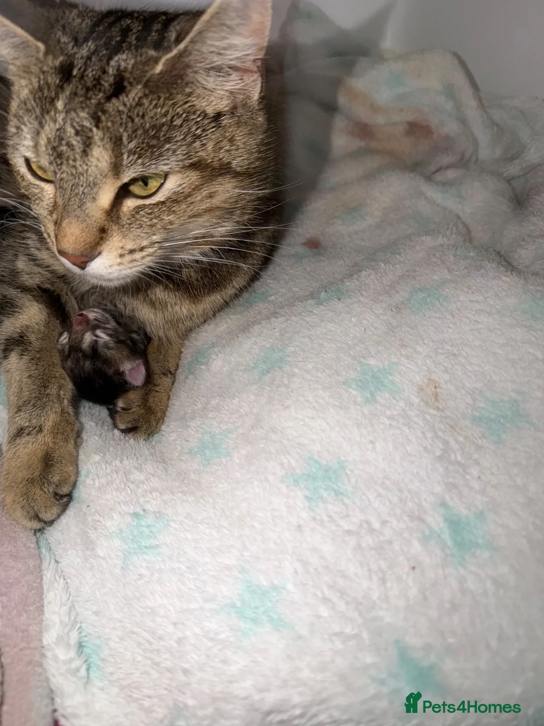 Domestic Shorthair cats for sale: Fur babies - Advert 1
