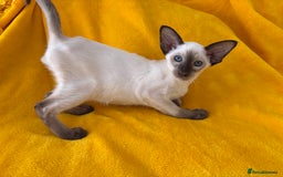 Oriental cats for sale: lilac solid girl and chocolate point boy - Image 2