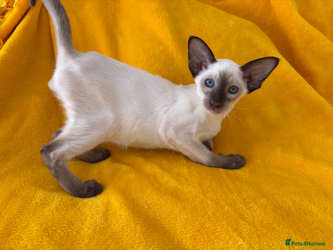Oriental cats for sale: lilac solid girl and chocolate point boy - Image 2