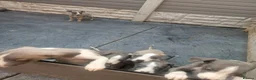 Whippet dogs for sale: Whippet pups  - Advert 14