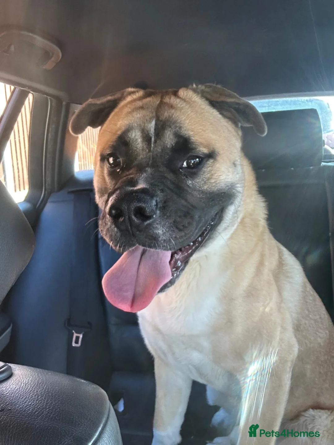 Mixed Breed dogs for sale: English Bulldog/American Akita cross (Dennis) in Colchester - Advert 5