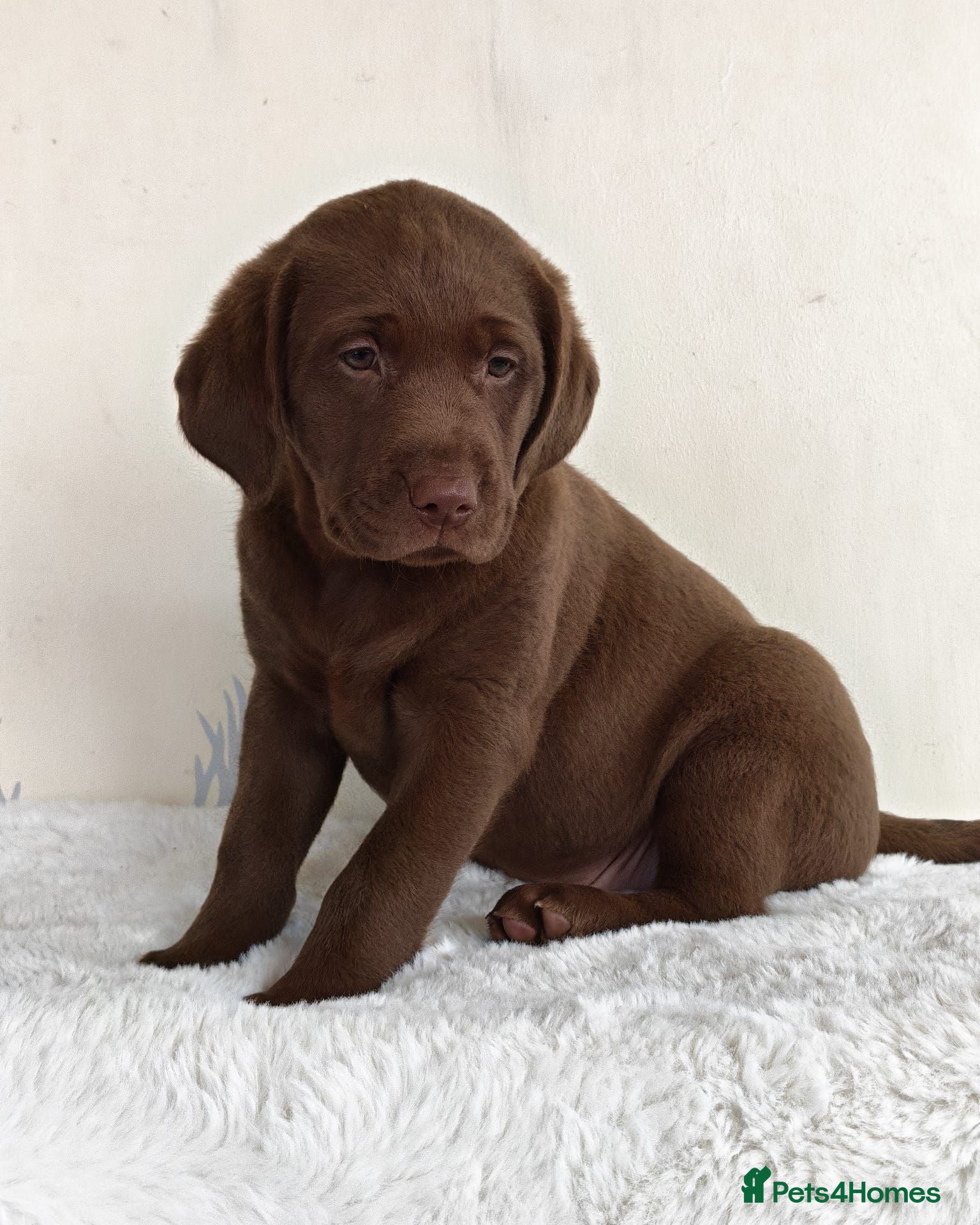 Labrador Retriever dogs Stunning KC Registered Labrador Retriever  - Advert 12