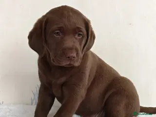 Labrador Retriever dogs Stunning KC Registered Labrador Retriever - Advert 12