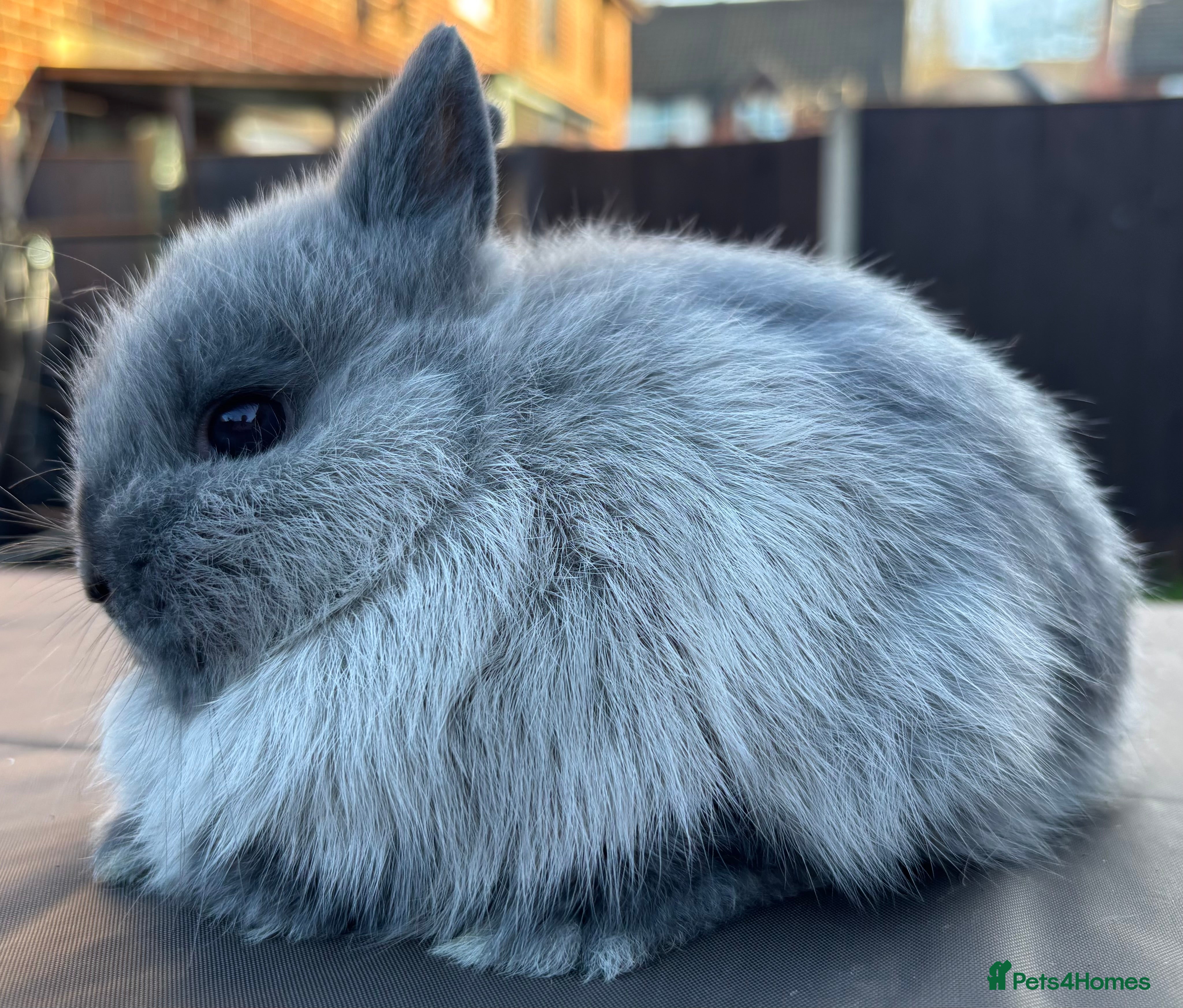 Netherland Dwarf rabbits Pure Bred Netherland Dwarfs - Advert 3