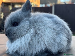 Netherland Dwarf rabbits Pure Bred Netherland Dwarfs - Advert 3