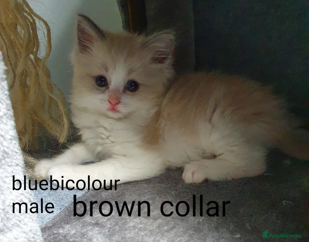 Ragdoll cats for stud: *stud*Gccf & tica entire active bluepoint ragdoll in Oldham - Advert 17