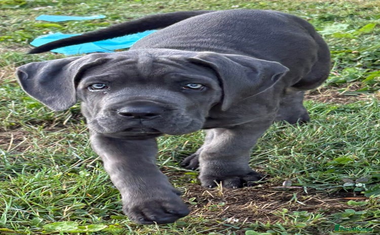 Cane Corso dogs - Advert 3