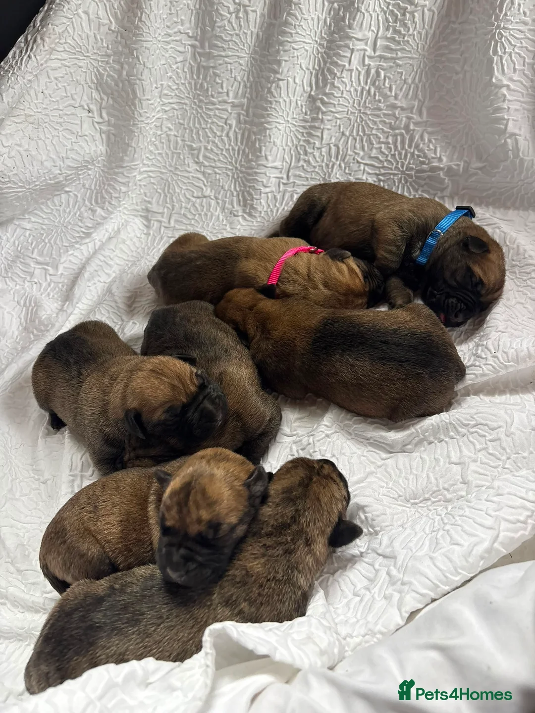 Presa Canario dogs for sale: Purebred Presa canario puppies for sale  - Advert 2