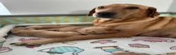 Labrador Retriever dogs for sale: Beautiful fox red labrador puppies - Advert 10