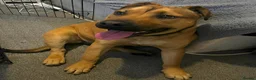 Mixed Breed dogs for sale: Staffy cross bullmastiff in Sheffield - Advert 2