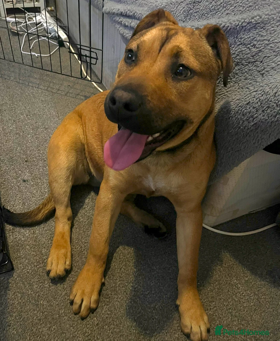 Mixed Breed dogs for sale: Staffy cross bullmastiff in Sheffield - Advert 2