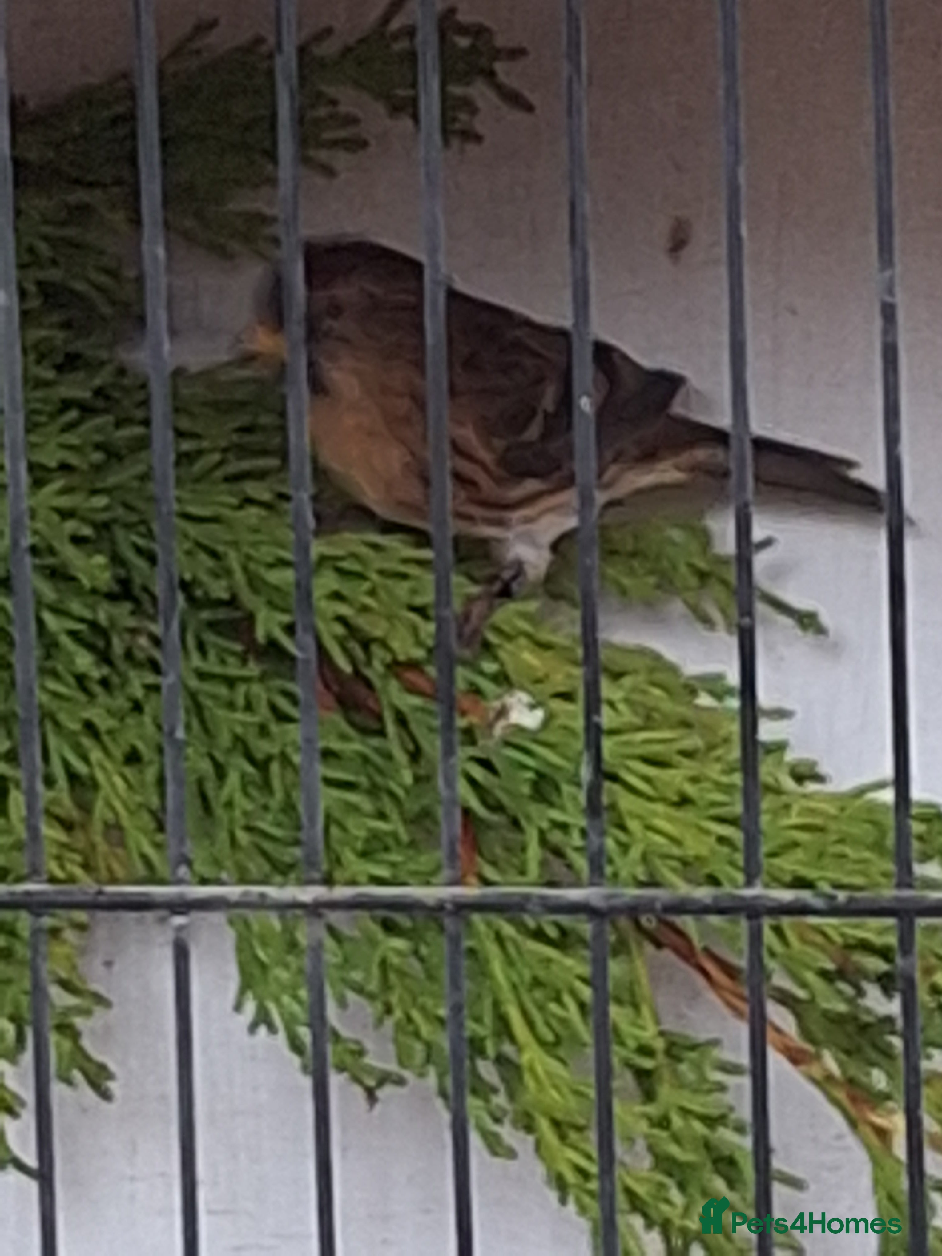 Canaries birds Birds for sale - Advert 1