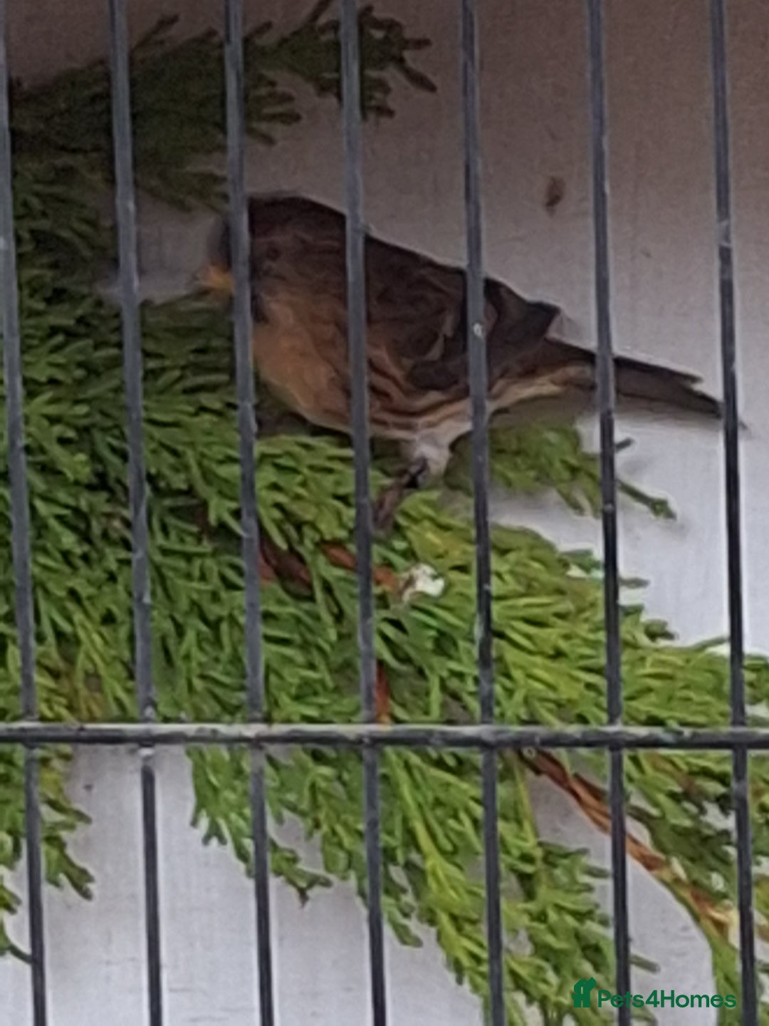 Canaries birds for sale: Birds for sale - Advert 1