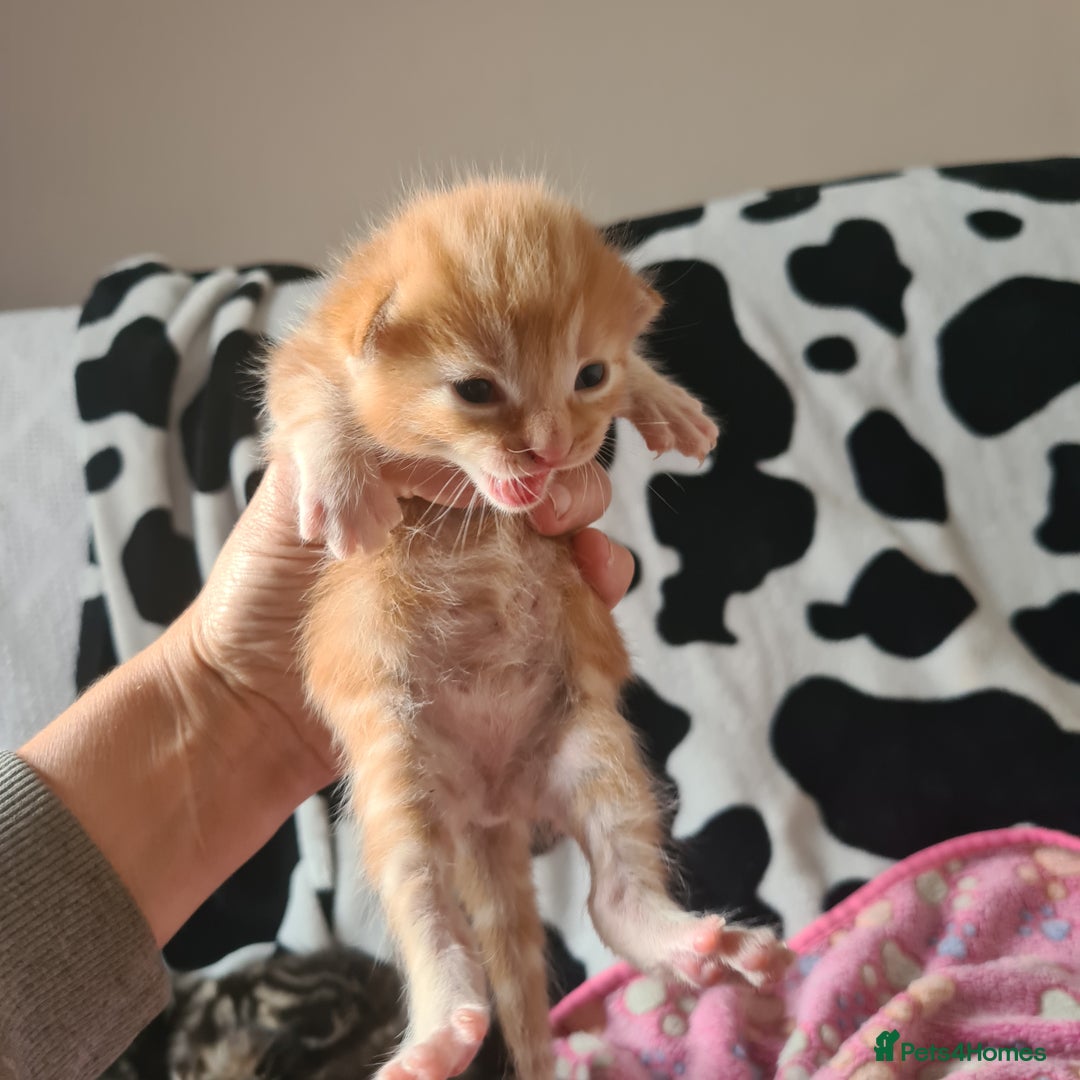 Mixed Breed cats for sale: really beautiful mixed litter - Image 9