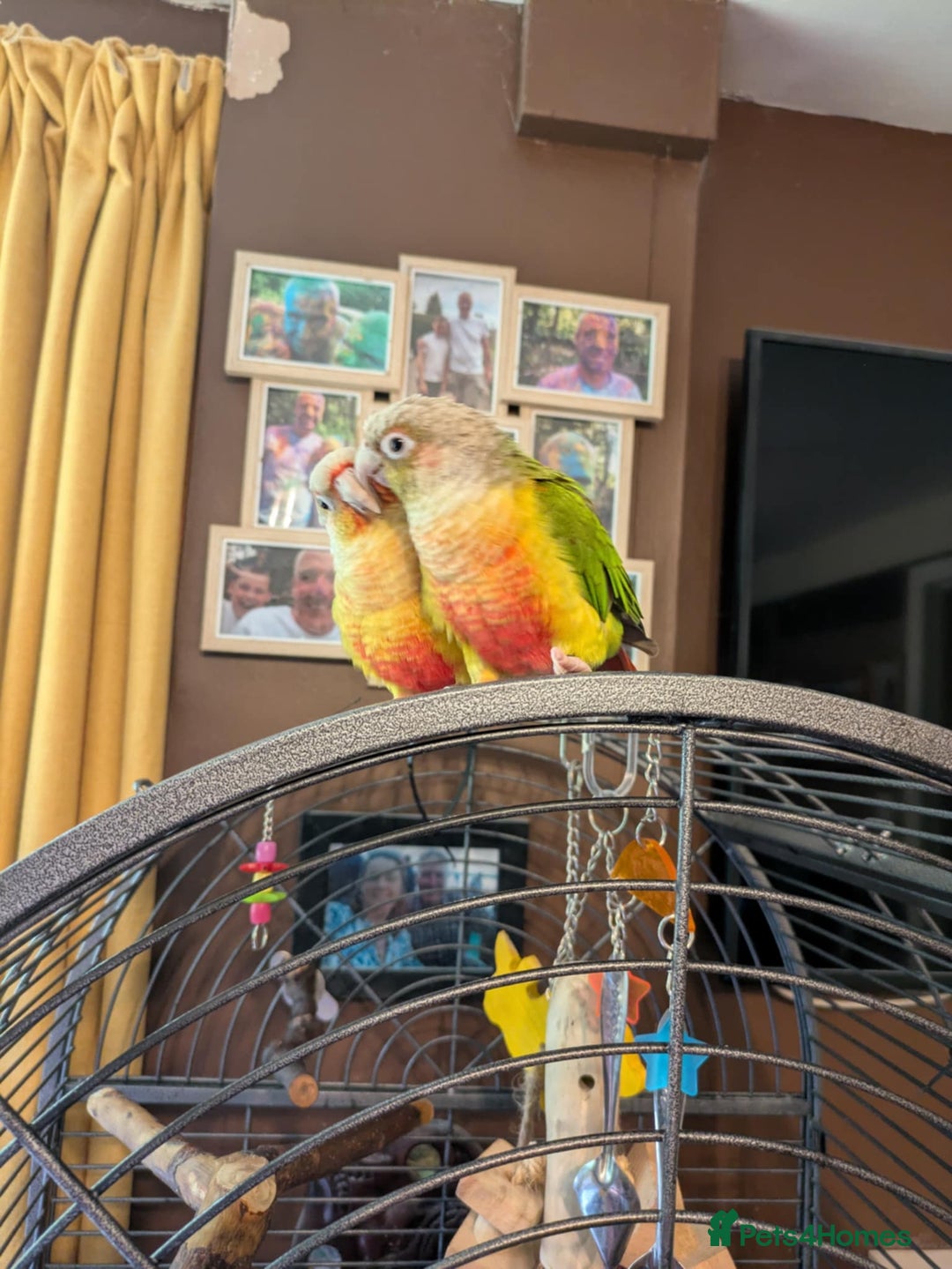 Conures birds for sale: Pineapple conures looking for new home.  - Image 5