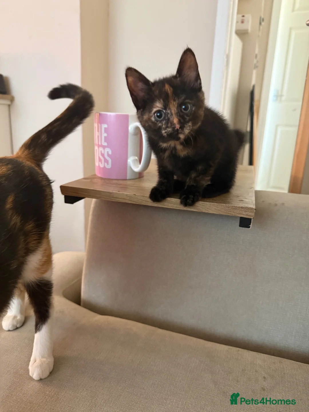 Mixed Breed cats for sale: Pretty tortie girl  - Advert 1