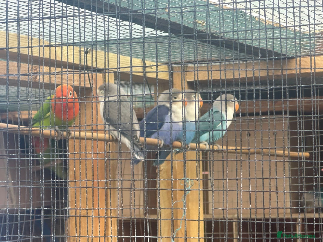 Lovebirds birds for sale: Colony of Fischer Lovebirds - Advert 14