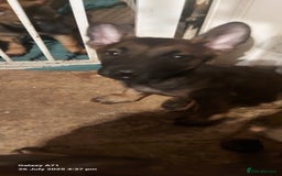 Belgian Shepherd Dog dogs for sale: Belgium malinois puppies  - Image 2