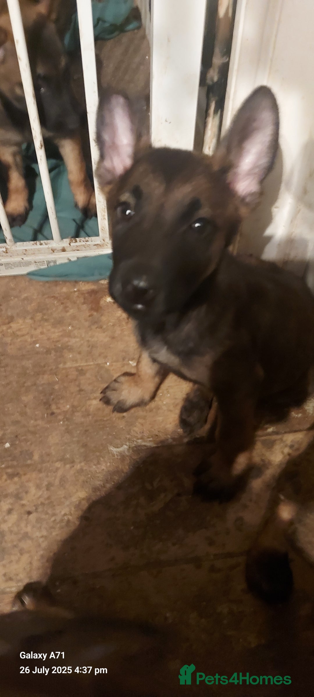 Belgian Shepherd Dog dogs for sale: Belgium malinois puppies  - Image 2