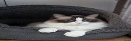 Ragdoll cats for sale: Adult ragdoll male - Advert 6