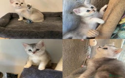 British Shorthair cats for sale: BSH quality Silvers - Image 6
