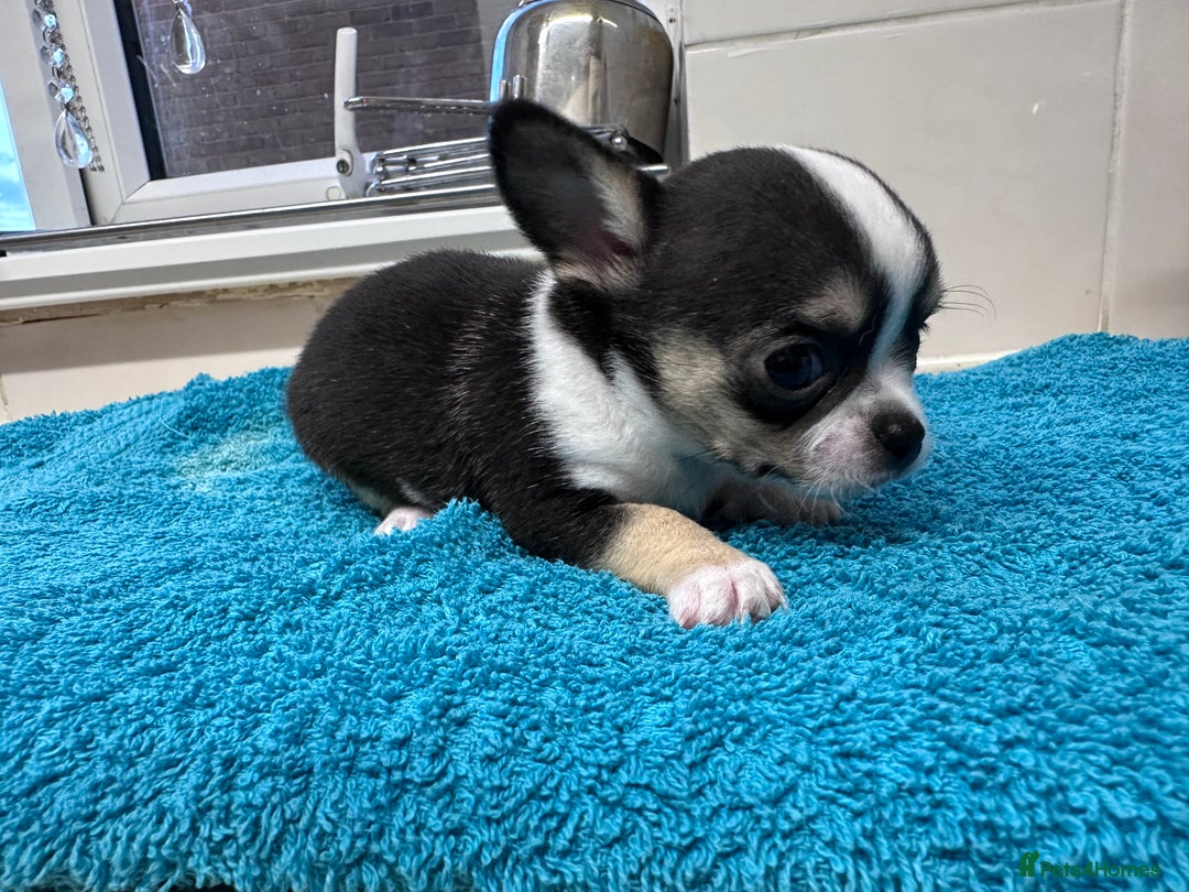 Chihuahua dogs for sale: Chihuahua  - Image 27