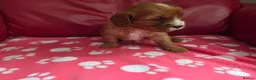 Mixed Breed dogs for sale: Cavapoo f1b - Advert 5