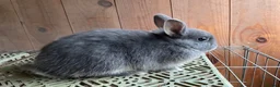 Netherland Dwarf rabbits for sale: Baby Netherland dwarf rabbits - Advert 2
