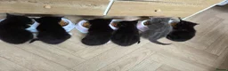 Mixed Breed cats for sale: 3 boys and 1 girl looking for  loving home in Walsall - Advert 4