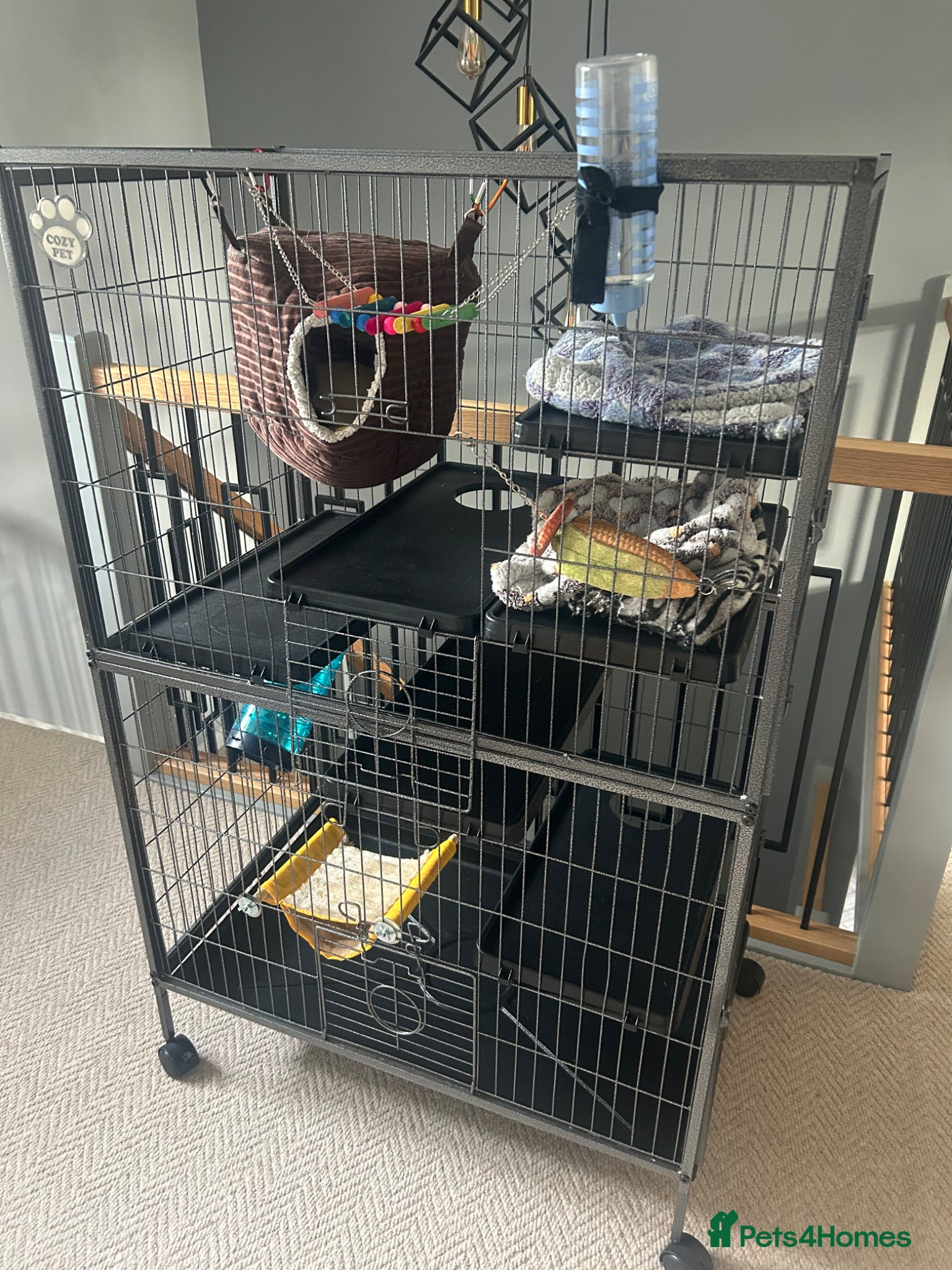 Rat rodents 2 x Male Rats and House - 9months old brothers - Advert 3