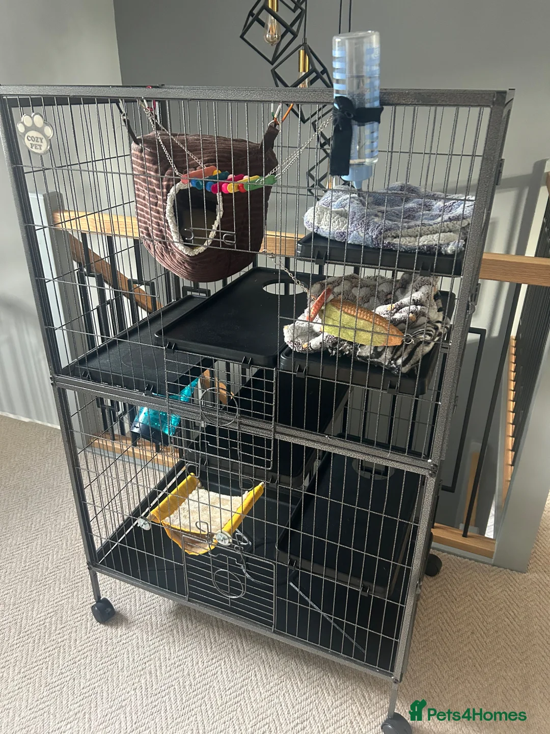 Rat rodents for sale: 2 x Male Rats and House - 9months old brothers - Advert 1