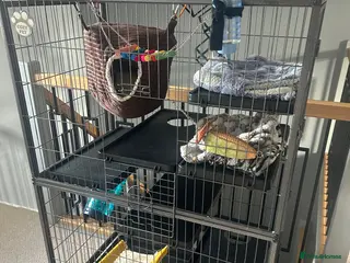 Rat rodents 2 x Male Rats and House - 9months old brothers - Advert 3