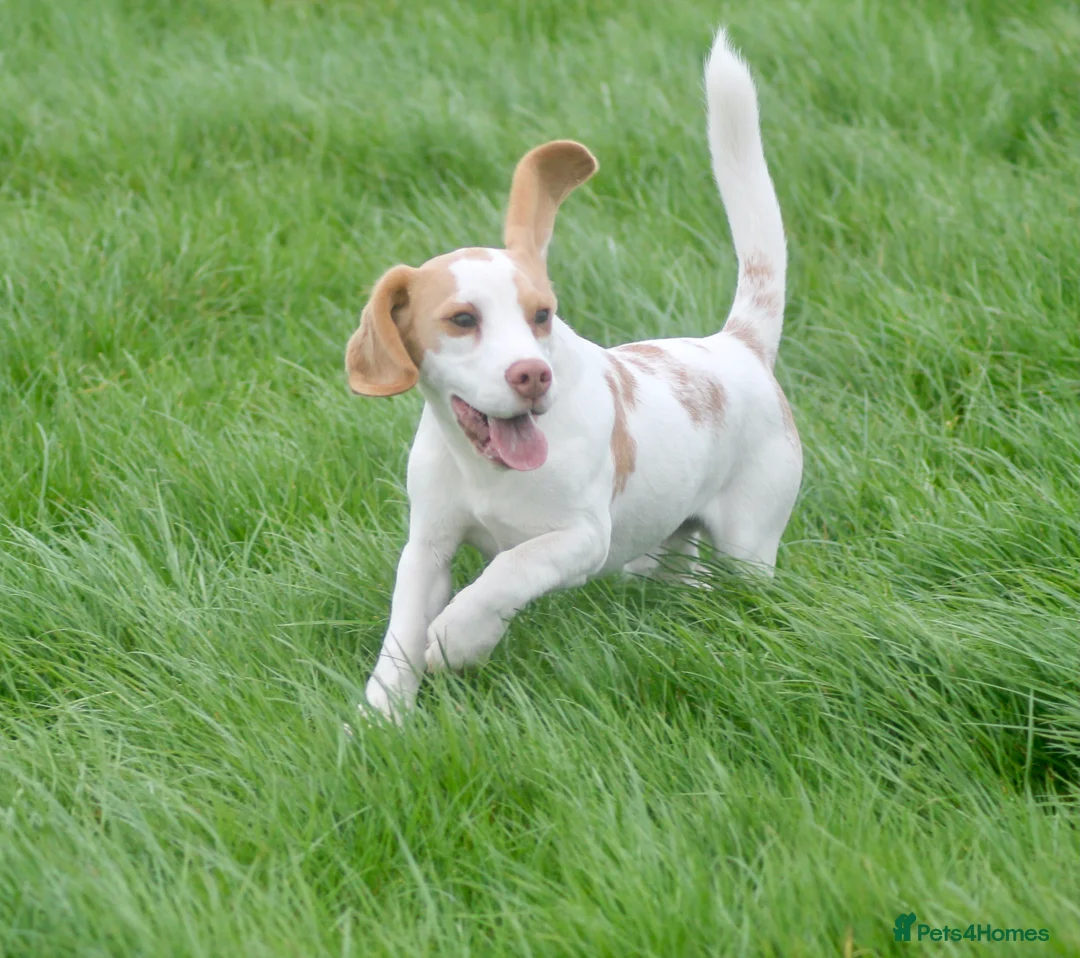 Beagle dogs for sale: 6 months old kennel club reg beagle boy - Advert 1