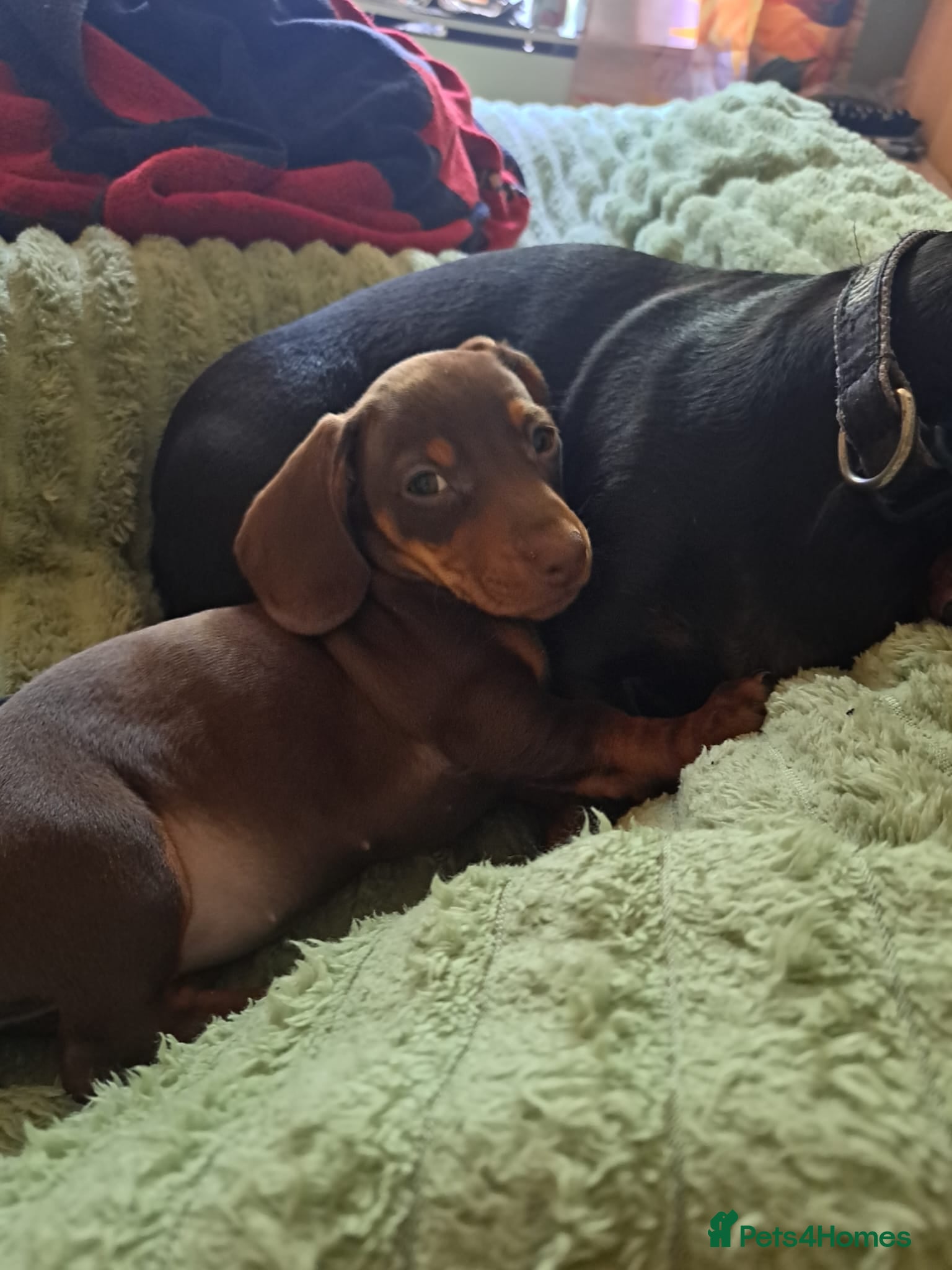 Dachshund dogs Dashound  - Advert 1