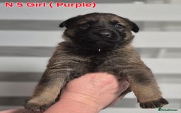 German Shepherd dogs for sale: German Shepherd  - Image 15