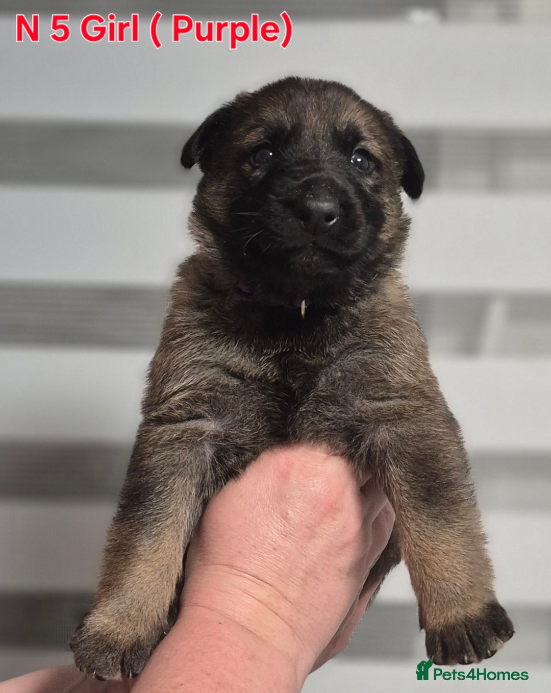 German Shepherd dogs for sale: German Shepherd  - Image 15