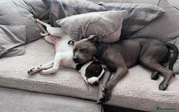 Mixed Breed dogs for sale: Staffordshire bull terrier x Am staff - Image 1
